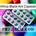 Africa Black Ant Capsule dapoxetine2